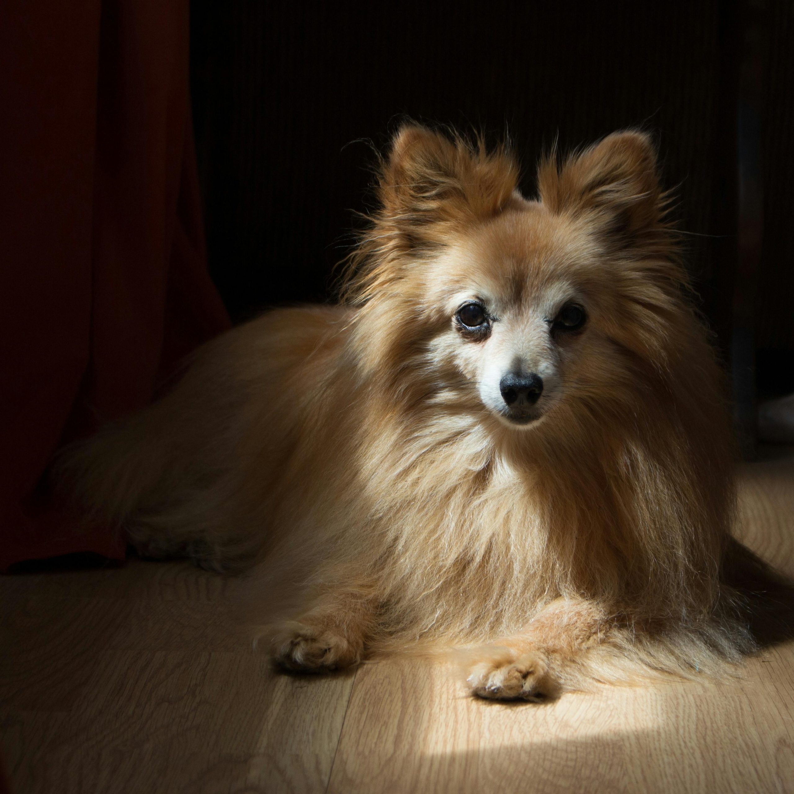 Close-up of a fluffy Pomeranian dog resting on wooden flooring indoors. Perfect for pet lovers.